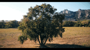 VERTIGO-TREE effet vertigo réalisé par DRAGUIDRONES360
