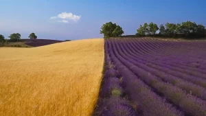 Les lavandes de valencole par DRAGUIDRONES360
