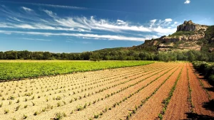 Vignes région du Rocher de Roquebrune sur Argens - Le Muy réalisé par DRAGUIDRONES360